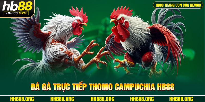 Đá Gà Trực Tiếp Thomo Campuchia